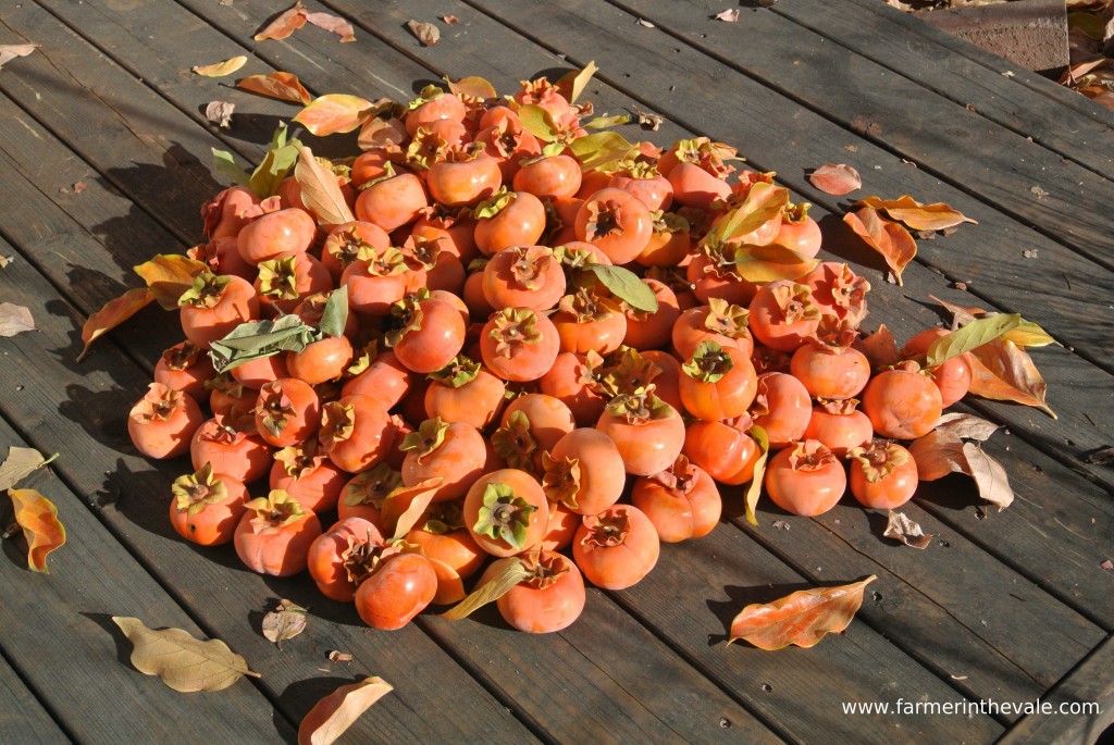 Persimmon Harvest 2013